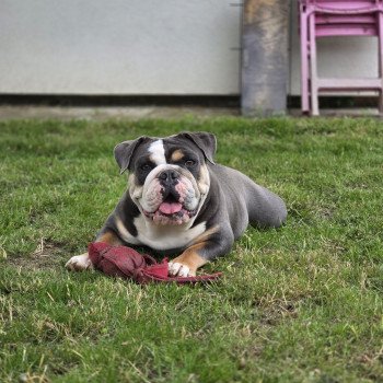 chien New English Bulldog Bleu Tricolore Charlotte ROCK MY BULLS chien New English Bulldog Bleu Tricolore Charlotte ROCK MY BULLS