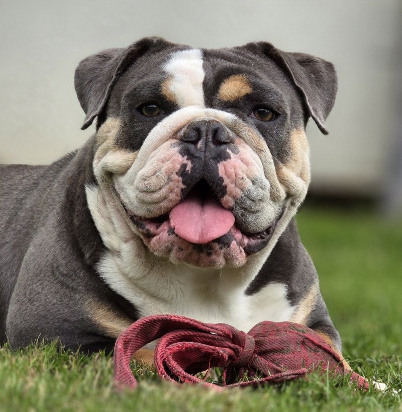ROCK MY BULLS Charlotte Femelle New English Bulldog ROCK MY BULLS Charlotte Femelle New English Bulldog