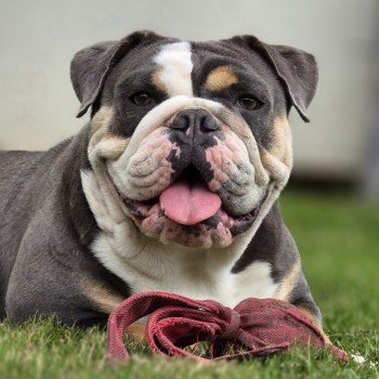 chien New English Bulldog Bleu Tricolore Charlotte ROCK MY BULLS chien New English Bulldog Bleu Tricolore Charlotte ROCK MY BULLS