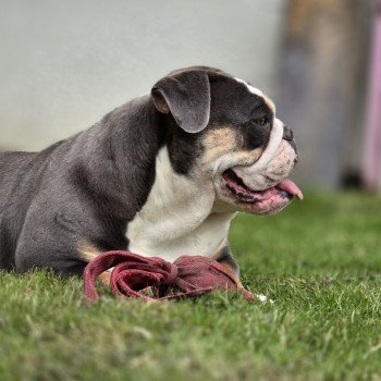 chien New English Bulldog Bleu Tricolore Charlotte ROCK MY BULLS chien New English Bulldog Bleu Tricolore Charlotte ROCK MY BULLS