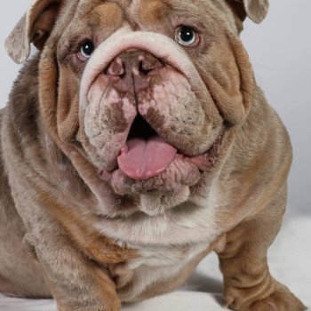 Mr Hiit Mâle Bulldog anglais