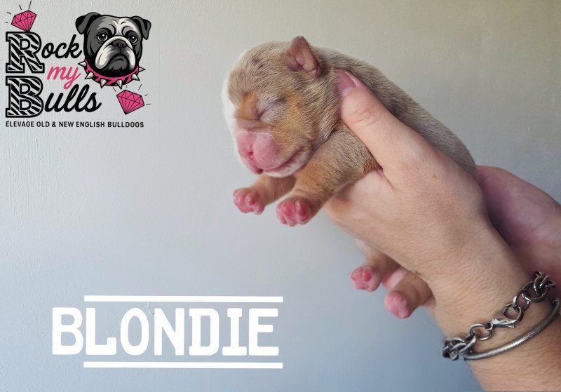 ROCK MY BULLS Blondie Femelle New English Bulldog ROCK MY BULLS Blondie Femelle New English Bulldog