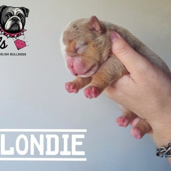 chiot New English Bulldog Lilac merle tricolore Blondie ROCK MY BULLS chiot New English Bulldog Lilac merle tricolore Blondie ROCK MY BULLS