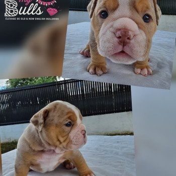 chiot New English Bulldog Lilac merle tricolore Blondie ROCK MY BULLS chiot New English Bulldog Lilac merle tricolore Blondie ROCK MY BULLS