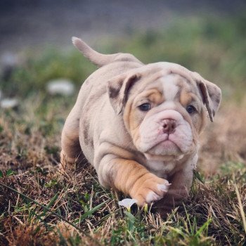chiot New English Bulldog Lilac merle tricolore Blondie ROCK MY BULLS chiot New English Bulldog Lilac merle tricolore Blondie ROCK MY BULLS