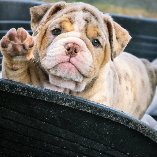 ROCK MY BULLS Blondie Femelle New English Bulldog