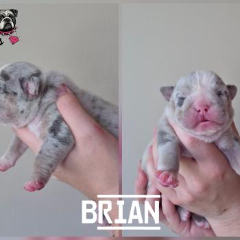 chiot New English Bulldog Bleu Merle Tan Brian ROCK MY BULLS