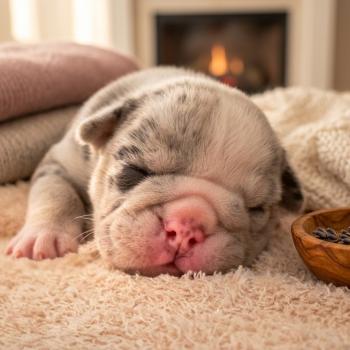 chiot New English Bulldog Bleu Merle Tan Brian ROCK MY BULLS