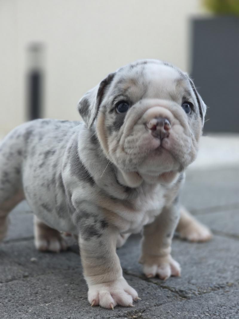 ROCK MY BULLS Brian Mâle New English Bulldog
