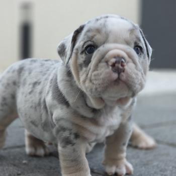 chiot New English Bulldog Bleu Merle Tan Brian ROCK MY BULLS