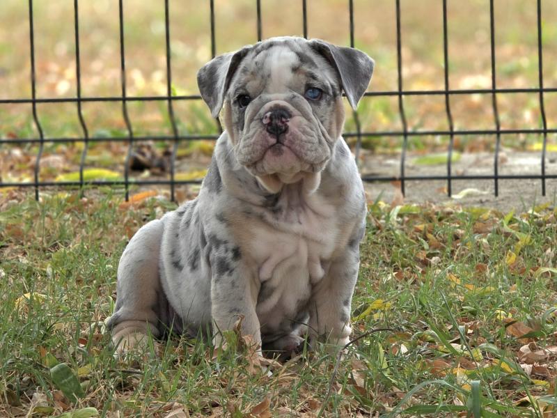 ROCK MY BULLS Brian Mâle New English Bulldog