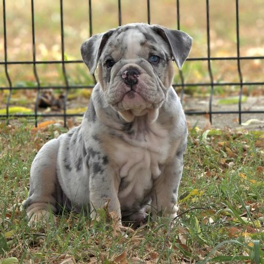 ROCK MY BULLS Brian Mâle New English Bulldog