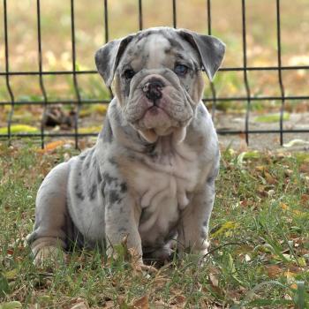 chiot New English Bulldog Bleu Merle Tan Brian ROCK MY BULLS