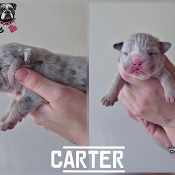 chiot New English Bulldog Bleu Merle Tan Carter ROCK MY BULLS