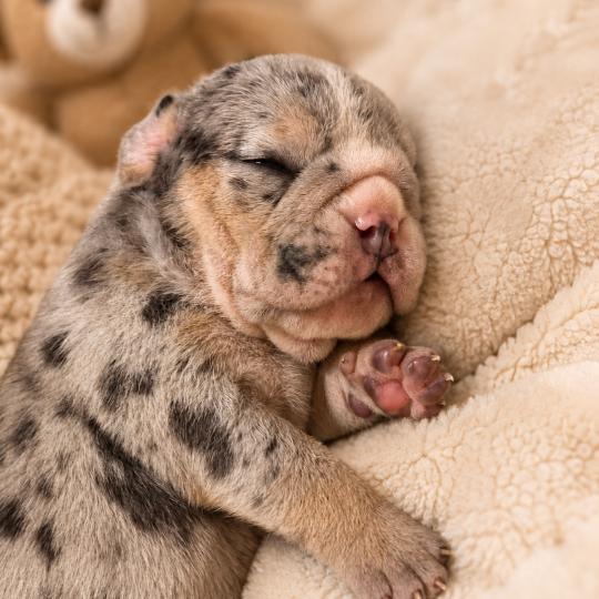 ROCK MY BULLS Carter Mâle New English Bulldog