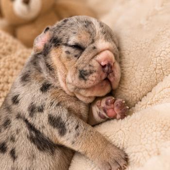 chiot New English Bulldog Bleu Merle Tan Carter ROCK MY BULLS
