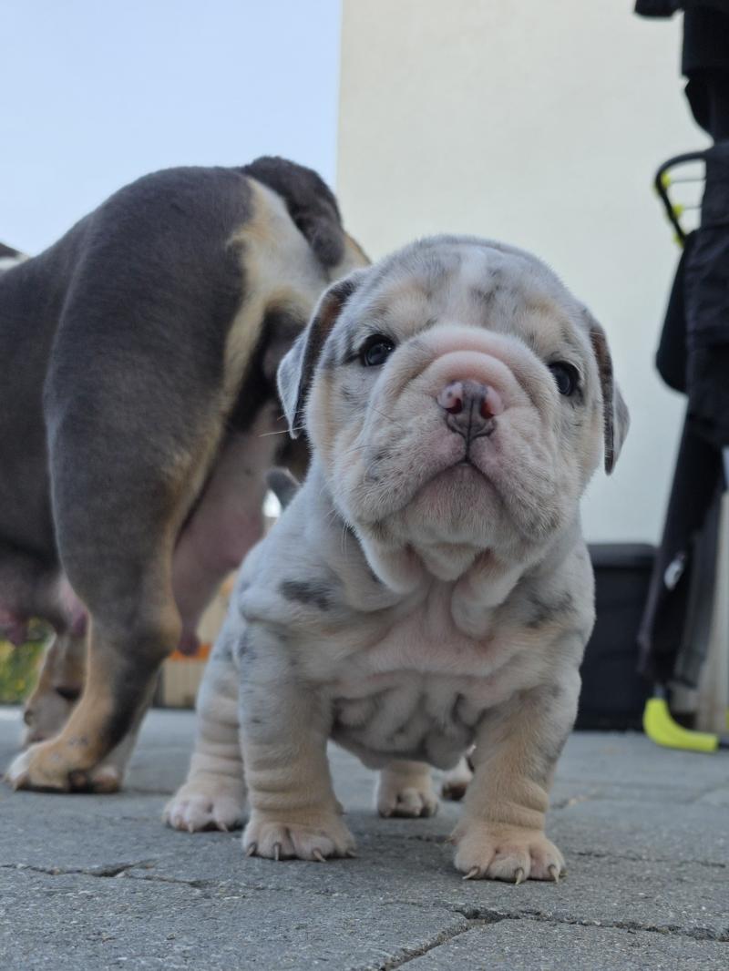 ROCK MY BULLS Carter Mâle New English Bulldog