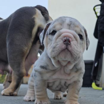chiot New English Bulldog Bleu Merle Tan Carter ROCK MY BULLS