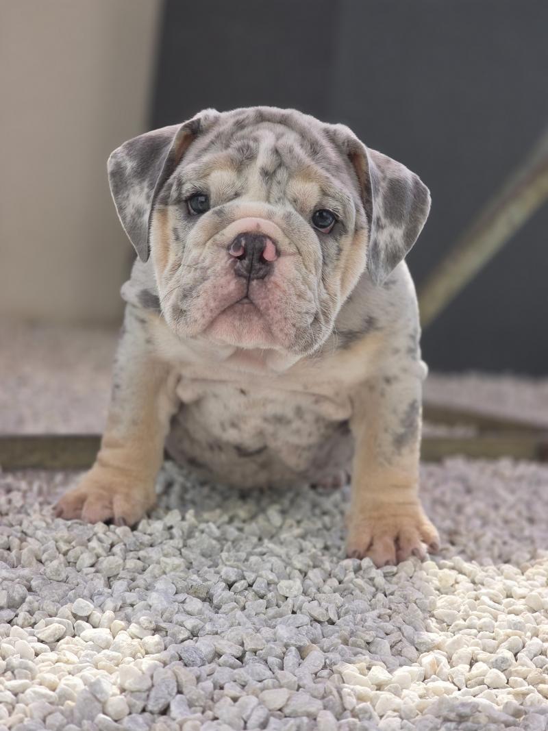 ROCK MY BULLS Carter Mâle New English Bulldog