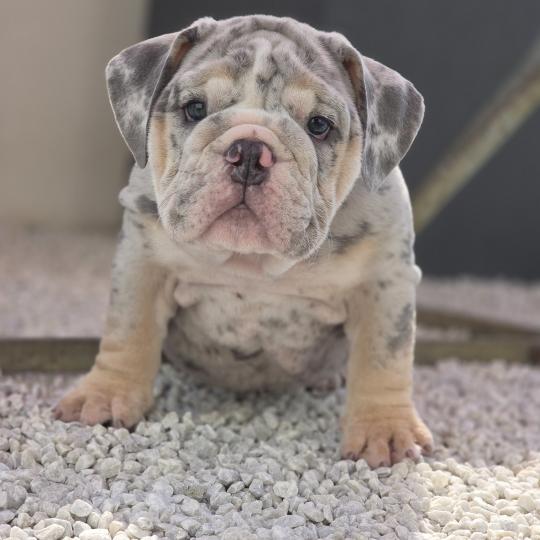 ROCK MY BULLS Carter Mâle New English Bulldog