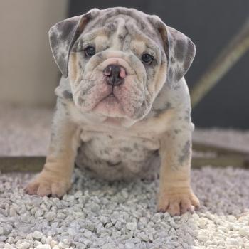 chiot New English Bulldog Bleu Merle Tan Carter ROCK MY BULLS