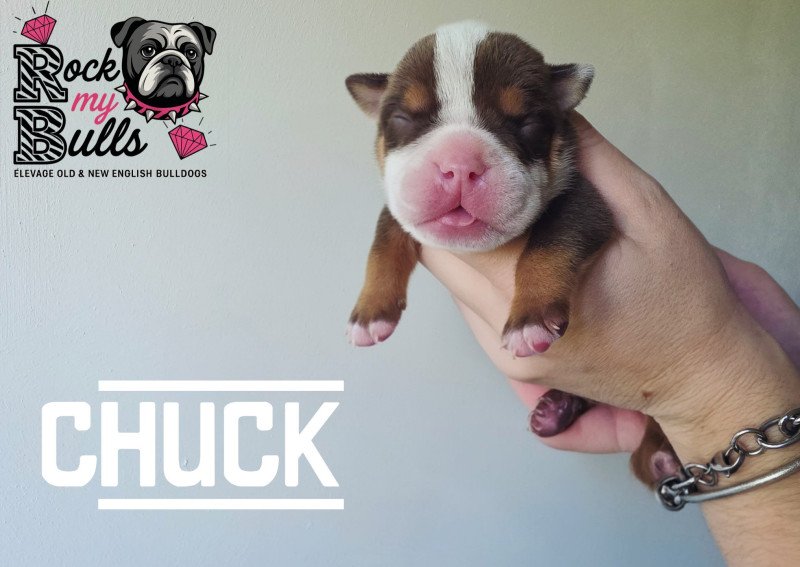 ROCK MY BULLS Chuck Mâle New English Bulldog ROCK MY BULLS Chuck Mâle New English Bulldog