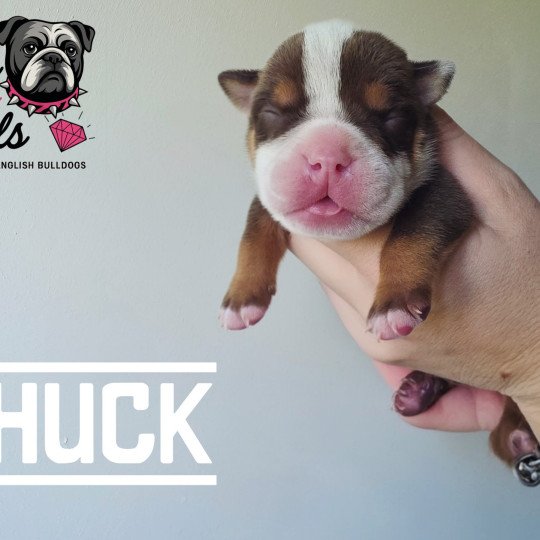 ROCK MY BULLS Chuck Mâle New English Bulldog