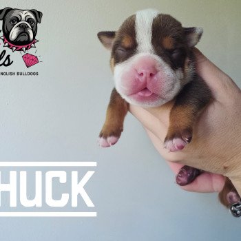 chiot New English Bulldog Chocolat tricolore Chuck ROCK MY BULLS chiot New English Bulldog Chocolat tricolore Chuck ROCK MY BULLS