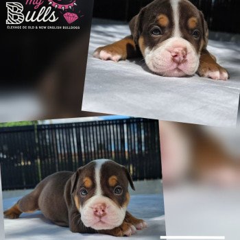 chiot New English Bulldog Chocolat tricolore Chuck ROCK MY BULLS chiot New English Bulldog Chocolat tricolore Chuck ROCK MY BULLS
