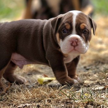 chiot New English Bulldog Chocolat tricolore Chuck ROCK MY BULLS chiot New English Bulldog Chocolat tricolore Chuck ROCK MY BULLS