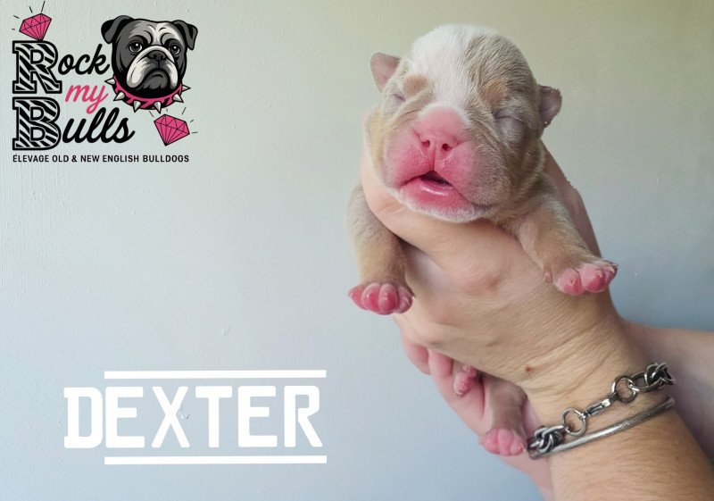 ROCK MY BULLS Dexter Mâle New English Bulldog ROCK MY BULLS Dexter Mâle New English Bulldog