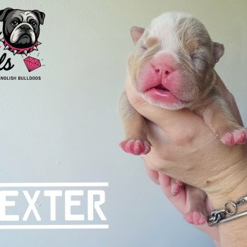 chiot New English Bulldog Lilac tricolore Dexter ROCK MY BULLS chiot New English Bulldog Lilac tricolore Dexter ROCK MY BULLS