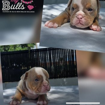 chiot New English Bulldog Lilac tricolore Dexter ROCK MY BULLS chiot New English Bulldog Lilac tricolore Dexter ROCK MY BULLS