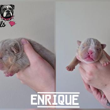 chiot New English Bulldog Lilac Tan Enrique ROCK MY BULLS
