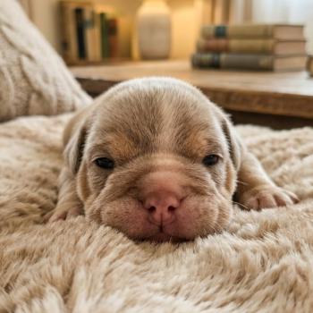 chiot New English Bulldog Lilac Tan Enrique ROCK MY BULLS