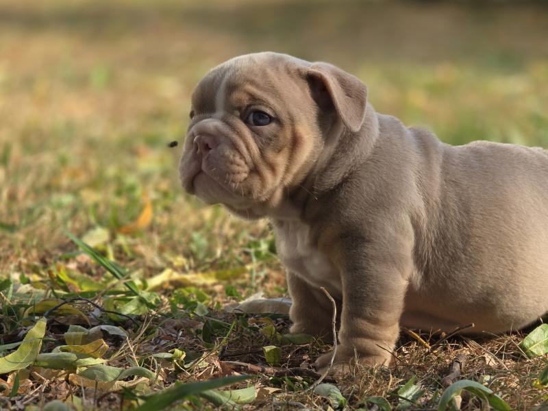 ROCK MY BULLS Enrique Mâle New English Bulldog
