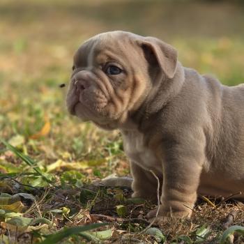 chiot New English Bulldog Lilac Tan Enrique ROCK MY BULLS