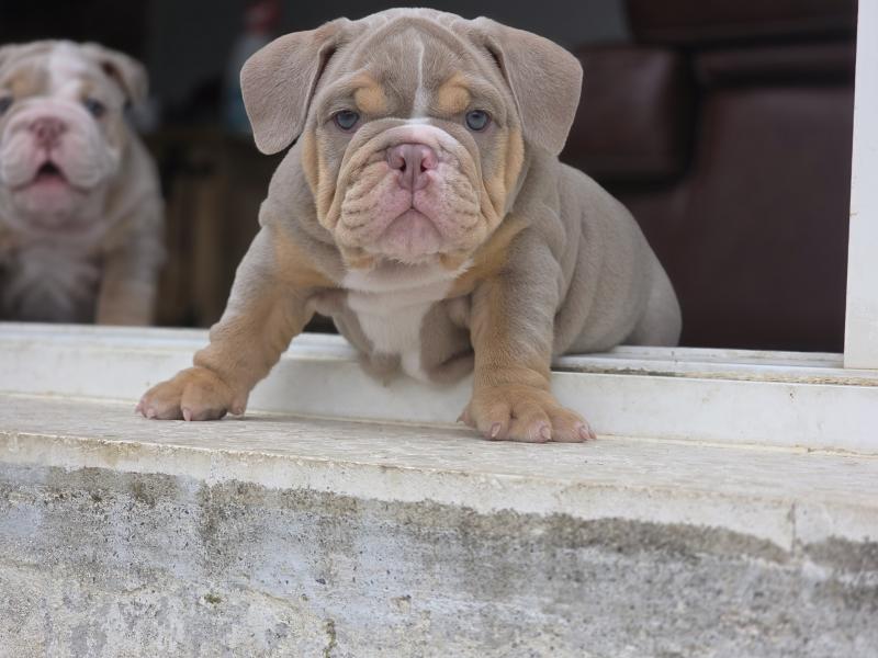 ROCK MY BULLS Enrique Mâle New English Bulldog