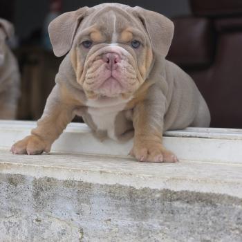chiot New English Bulldog Lilac Tan Enrique ROCK MY BULLS