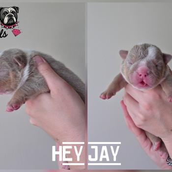 chiot New English Bulldog Lilac Tan Hey Jay ROCK MY BULLS