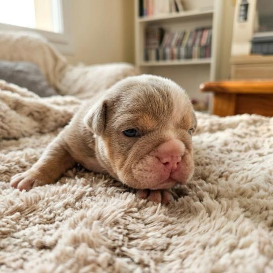 ROCK MY BULLS Hey Jay Mâle New English Bulldog