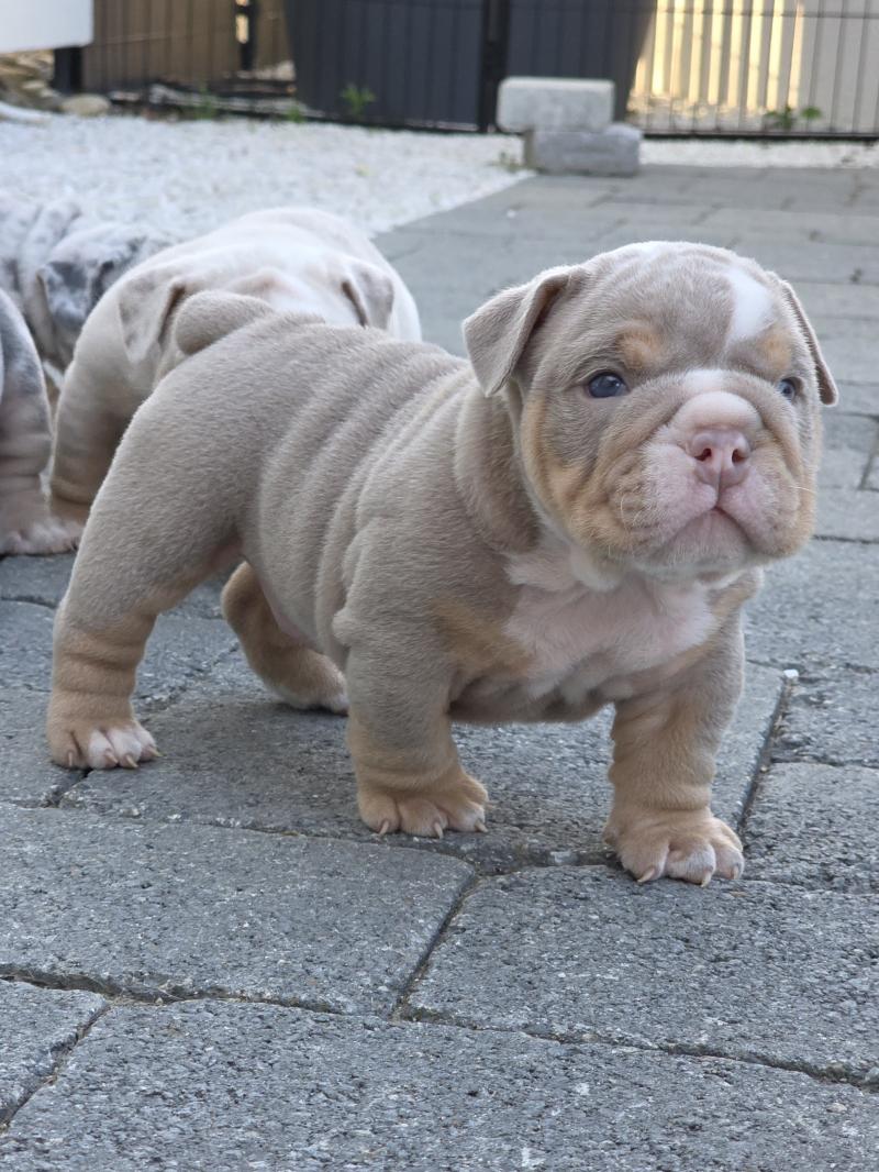 ROCK MY BULLS Hey Jay Mâle New English Bulldog