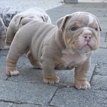 chiot New English Bulldog Lilac Tan Hey Jay ROCK MY BULLS