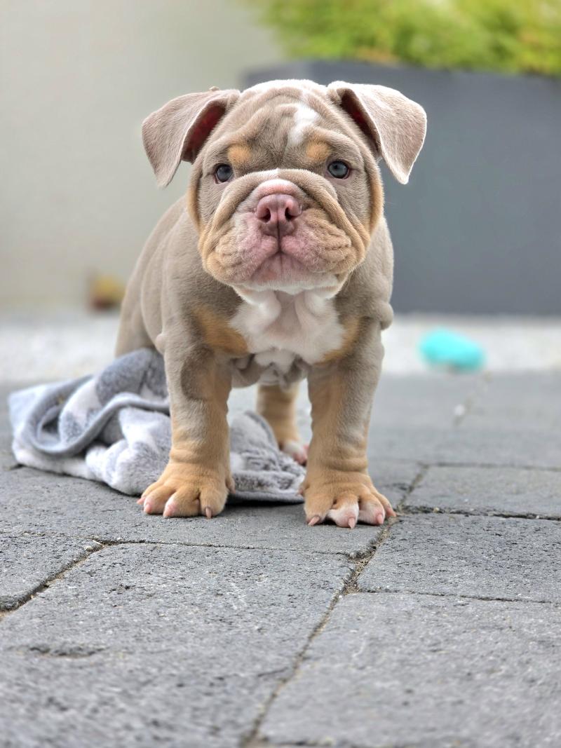 ROCK MY BULLS Hey Jay Mâle New English Bulldog