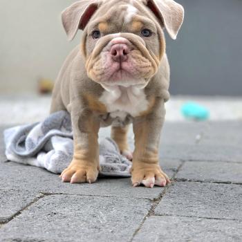 chiot New English Bulldog Lilac Tan Hey Jay ROCK MY BULLS