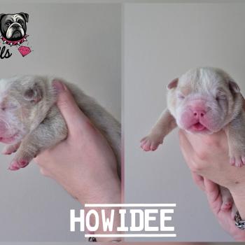 chiot New English Bulldog Lilac Merle Tan Howidee ROCK MY BULLS