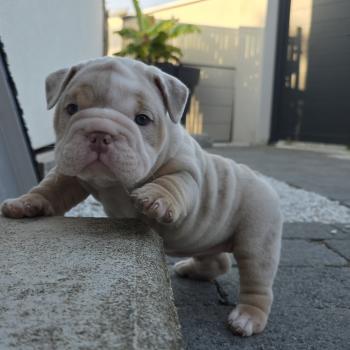 chiot New English Bulldog Lilac Merle Tan Howidee ROCK MY BULLS