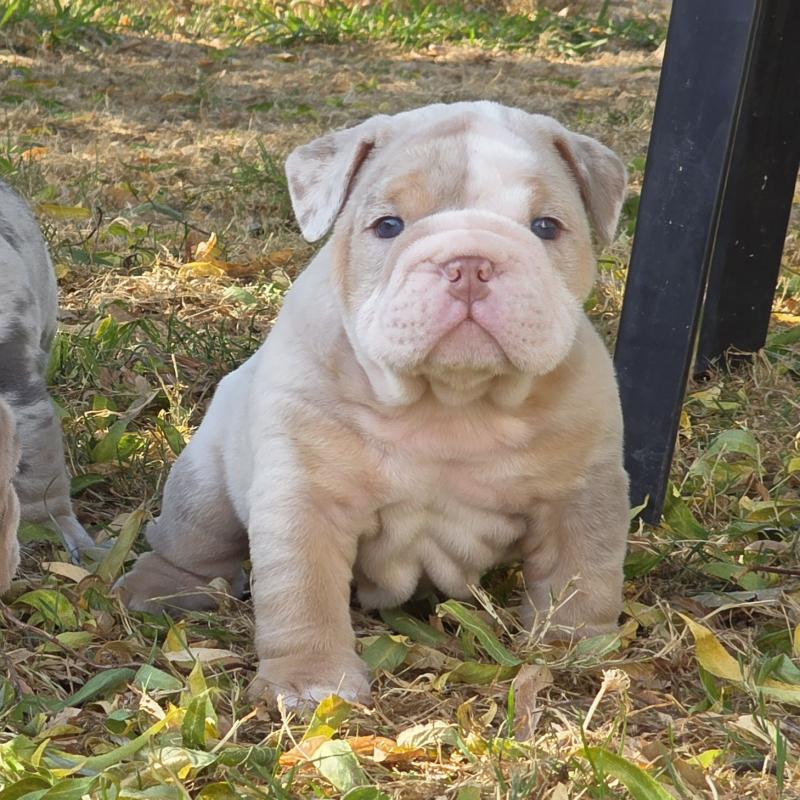 ROCK MY BULLS Howidee Mâle New English Bulldog