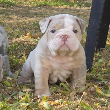 chiot New English Bulldog Lilac Merle Tan Howidee ROCK MY BULLS