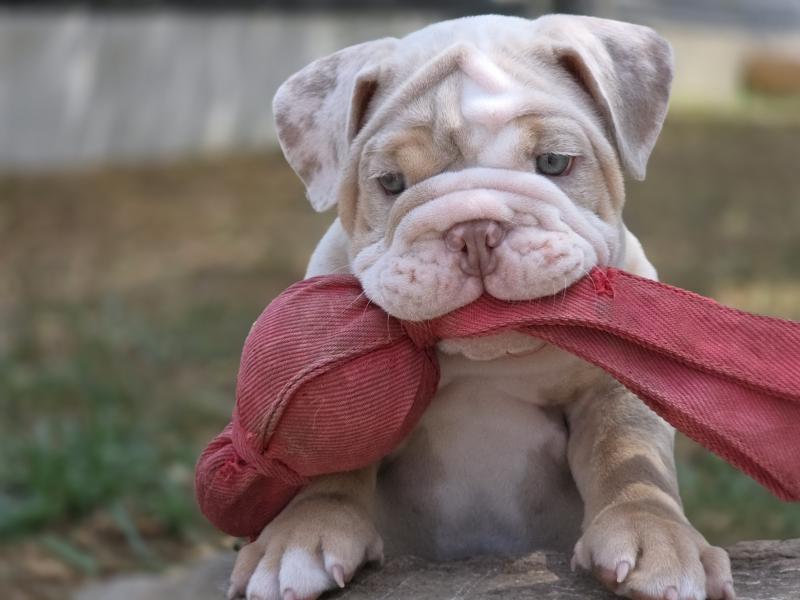 ROCK MY BULLS Howidee Mâle New English Bulldog
